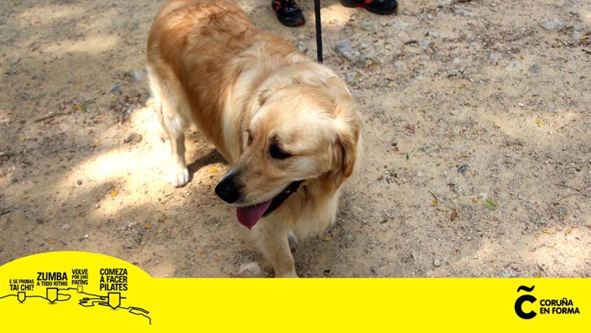 diviértete con tu perro